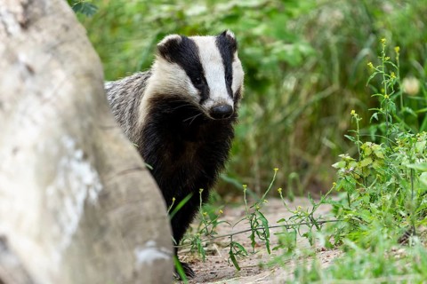 Badger looking curiously from behind a tree trunk, european badger (Meles meles), Germany, Europe