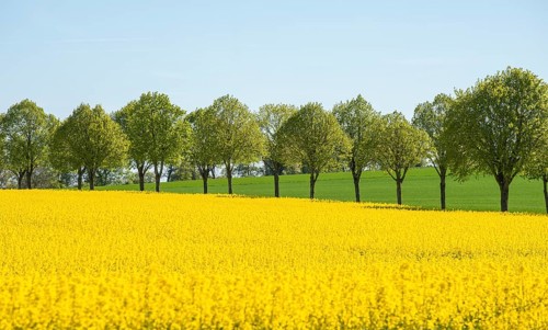 Avenue with linden trees by fields with rapeseed in Ystad Municipality, Skåne, Sweden, Scandinavia,