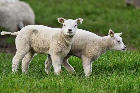 Domestic sheep (Ovis aries), two white lambs standing in a meadow, Texel, North Holland,