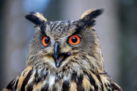 Eurasian Eagle-owl (Bubo bubo), adult calling portrait, in winter, Zdarske Vrchy, Bohemian-Moravian