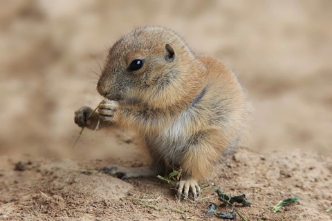 Black-tailed prairie dog (Cynomys ludovicianus), feeding young, North America