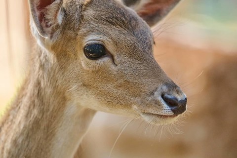 European fallow deer (Dama dama) youngster, portrait, in a forest, Bavaria, Germany, Europe