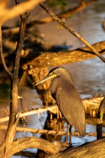 Bare-throated tiger heron (Tigrisoma mexicanum), Corcovado National Park, Osa, Puntarena Province,