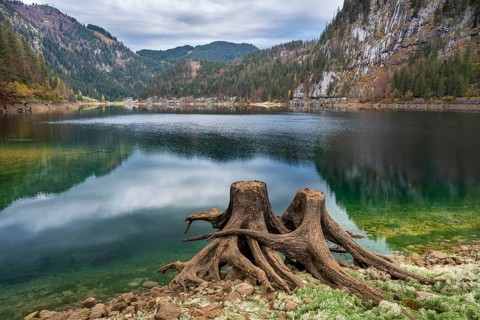 The Vordere Gosausee in autumn with a view of the Gasthof Gosausee. Two uprooted tree stumps in the