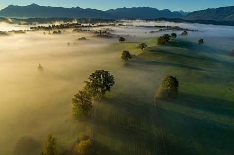 Aerial view of trees (oaks) and meadows in the morning light, mountain landscape, autumn, fog,