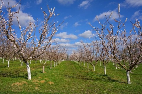 Blooming apricot trees, Paudorf, Lower Austria, Austria, Europe