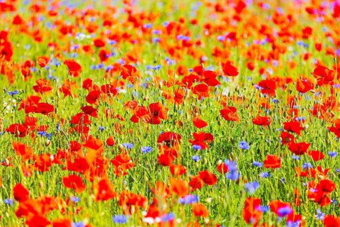 Corn poppy (Papaver rhoeas) and cornflower (Centaurea cyanus) in bloom in a meadow, Saxon