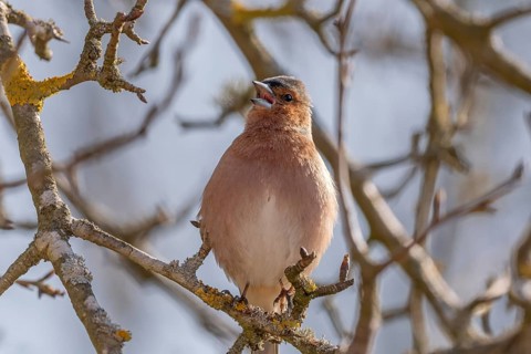 Eurasian Chaffinch Male (Fringilla coelebs) on branch. Lower Rhine, Alsace, France, Europe