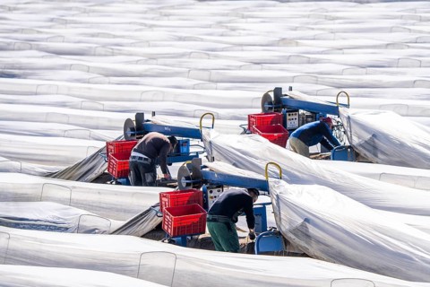 Asparagus harvest on the Lower Rhine, near Wesel, asparagus field under thermo foil, for faster