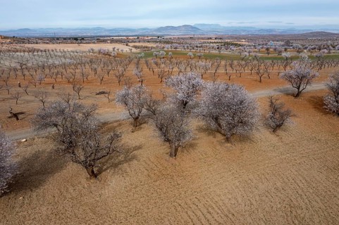 Aerial view, blossoming almond trees, plantation, Andalusia, Spain, Europe