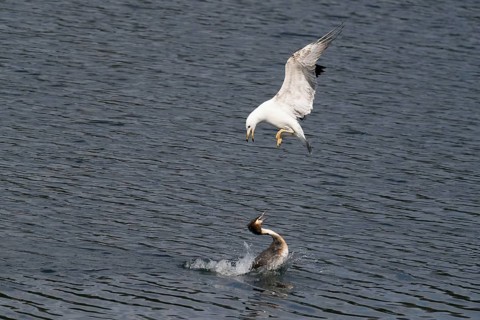 Mediterranean gull (Larus michahellis) attacking a great crested grebe (Podiceps cristatus), Hesse,