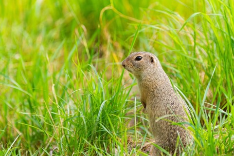 European ground squirrel (Spermophilus citellus) on a meadwo, Bavaria, Germany, Europe