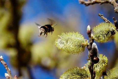 Willow catkins, Baltic Sea beach, Hummel, Mecklenburg-Western Pomerania, Germany, Europe