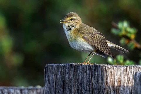 Willow warbler (Phylloscopus trochilus, Motacilla trochilus) calling from wooden fence post in