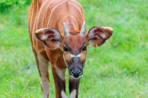 Portrait of an Eastern Bongo (Tragelaphus eurycerus isaaci)