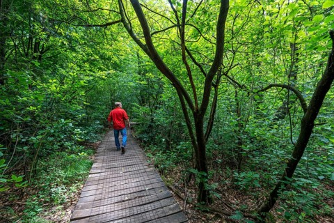 Bohlenweg, in the Sababurg primeval forest, or also primeval forest in the Reinhardswald, is a