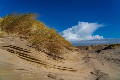 Dune landscape, sand dunes, dune grass in the west of Borkum, island, East Frisia, winter, season,