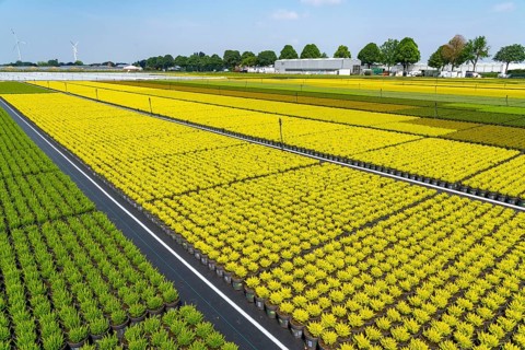 Horticultural business, broom heather plants, in flower pots, outdoors, Calluna vulgaris, North