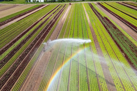 A field is artificially irrigated, water is sprayed onto the field via an irrigation system, field