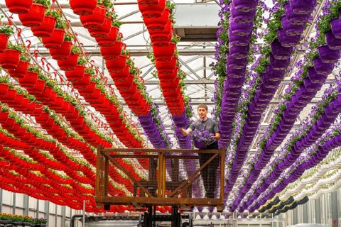 Horticultural business, flower pots, so-called petunia ampel, grow in a greenhouse, under the glass