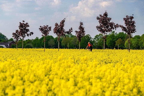 The avenue cycle path between Xanten and Marienbaum, Kalkar, on the Lower Rhine, former railway