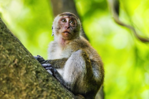 Free-living macaque monkeys (Macaca), at Railay beach, monkey, animal, mammal, wildlife,