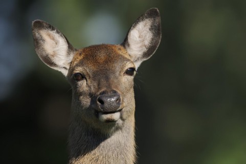 Manchurian sika deer (Cervus nippon hortulorum), female, portrait, captive, Germany, Europe