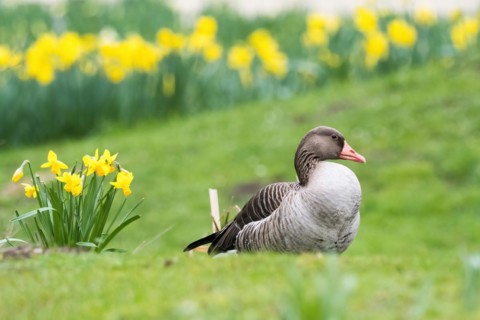 Greylag goose (Anser anser) resting on green grass in front of a field of yellow daffodils, Hesse,