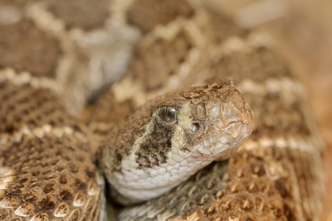 Texas rattlesnake or western diamondback rattlesnake (Crotalus atrox), captive, occurring in North