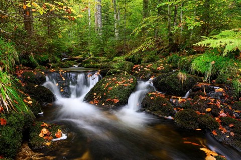 Stream in autumn, Kleine Ohe, Bavarian Forest National Park, Bavaria, Germany, Europe