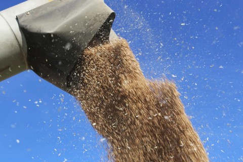 Grain harvest with combine harvester, the grain is unloaded