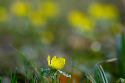 Winter aconites (Eranthis hyemalis), Germany, Europe