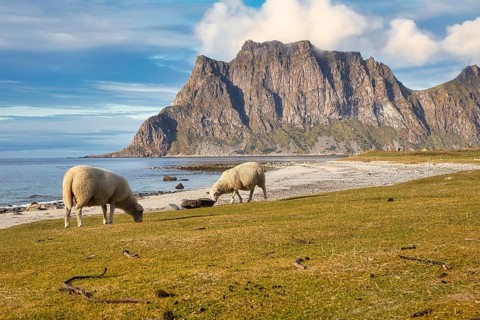 Sheep on Uttakleiv beach, Leknes, Nordland, Lofoten, Norway, Europe