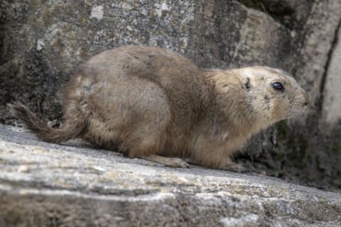 Prairie dog (Cynomys ludovicianus), Emmen Zoo, Netherlands