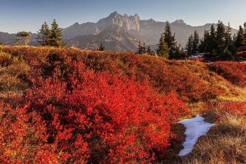 Autumn colouring of blueberry (Vaccinium) in front of mountains, evening light, Dachstein