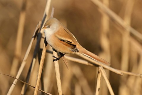 Bearded Tit (Panurus biarmicus), female on reeds, Klingnauer Stausee, Canton Aargau, Switzerland,