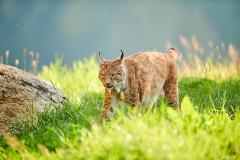 Eurasian lynx (Lynx lynx) walking through the grass, Wildpark Aurach, Kitzbühl, Tirol, Austria,