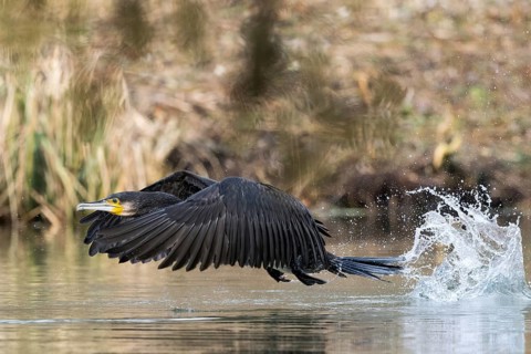 Great cormorant (Phalacrocorax carbo), resting on the water surface, Hesse, Germany, Europe