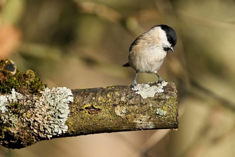 Willow Tit (Parus montanus), sitting on a branch, Canton Zug, Switzerland, Europe
