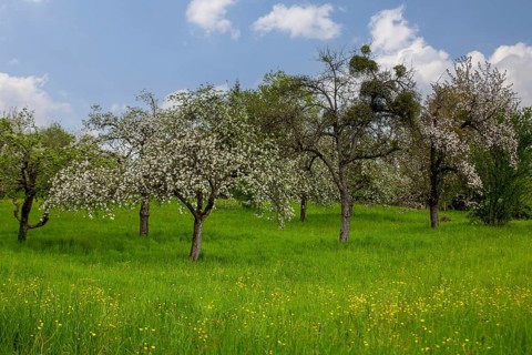 Neckartal-Odenwald nature park Park: Orchard meadow near Neckargemünd
