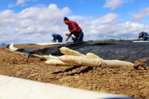 Agriculture asparagus harvest in Mutterstadt, Palatinate