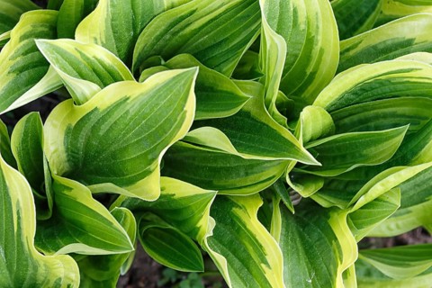 Yellow and green variegated hosta in spring shady garden