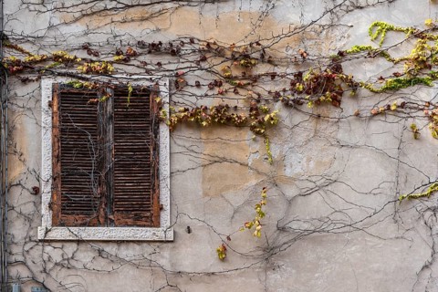 Overgrown house wall with leaves and branches, window, closed, unkempt, property, facade, crisis,