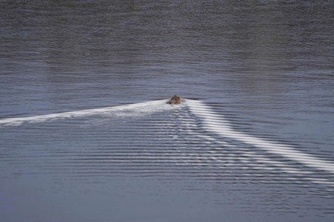 Nutria in a lake, March, Saxony, Germany, Europe