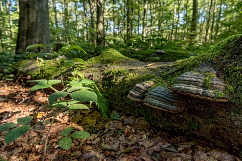 Dead common beeches (Fagus sylvatica), dead wood, moss, Tinder Fungus (Fomes fomentarius), beech