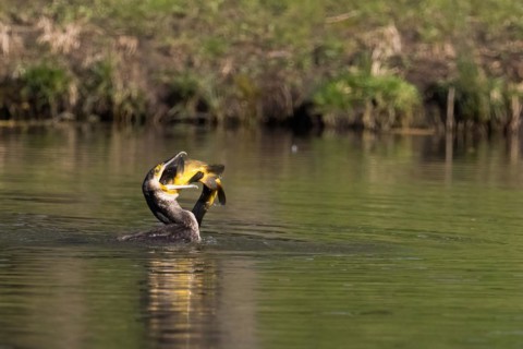 Cormorant in the water devouring a tench (Tinca tinca), Hesse, Germany, Europe