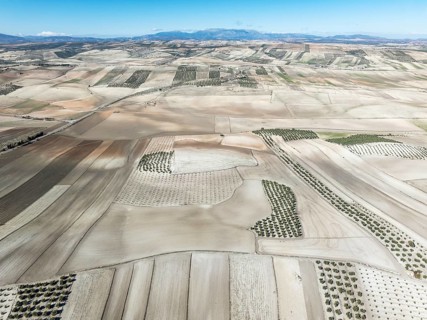 Farmland and cultivated olive trees (Olea europaea) . Aerial view. Drone shot. Granada province,