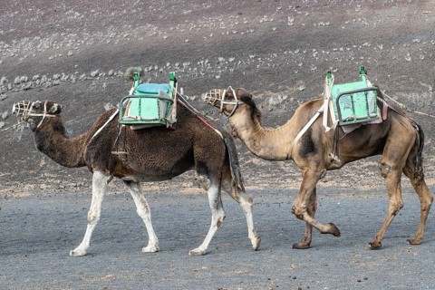 Dromedaries (Camelus dromedarius), Lanzarote, Canary Islands, Spain, Europe