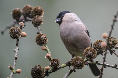 Eurasian bullfinch (Pyrrhula pyrrhula), Emsland, Lower Saxony, Germany, Europe
