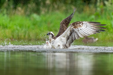 Western osprey (Pandion haliaetus) hunting, Aviemore, Scotland, Great Britain